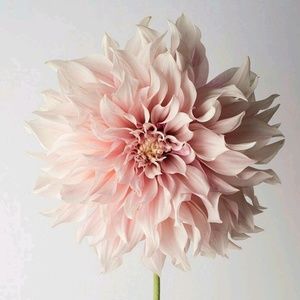 Meet your Posher, Benet